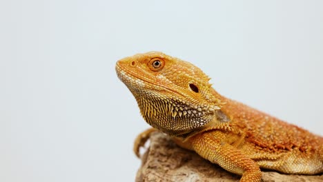 a bearded dragon sits calmly on a rock under soft, natural lighting, showcasing its textured scales and vibrant colors