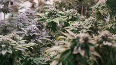 toma de plantas de cannabis que crecen en una carpa de cultivo durante la etapa de floración