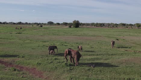 imágenes de drones de elefantes defecando en el parque nacional de tsavo