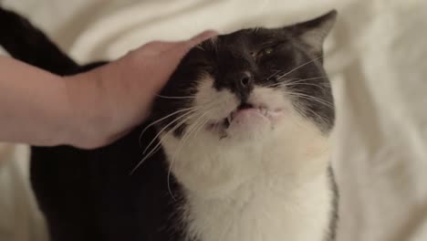 cat enjoying affection from owner