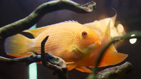 pez naranja en el acuario