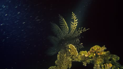 undersea wild creatures in the depth of the coral reef