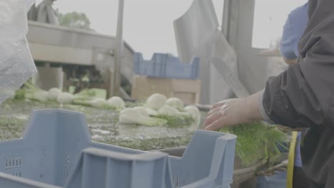 срезание фенхеля. снято в 4k с частотой 240 кадров в секунду