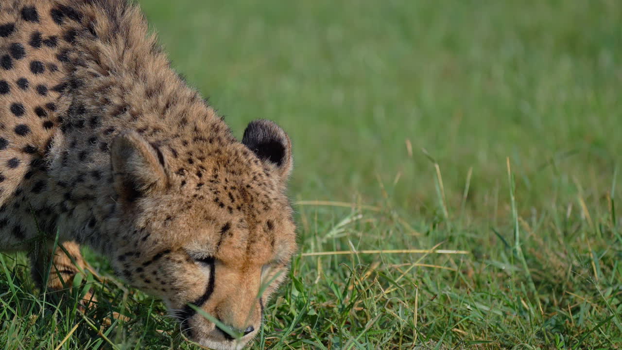Cheetah in the Grass