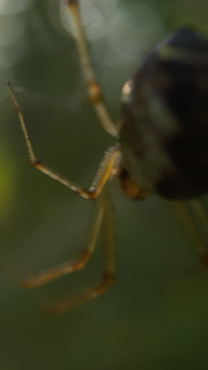 Patient spider waits for flies hanging on web trap waving on blurry background slow motion. Probe lens shot of fauna macro view bokeh effect