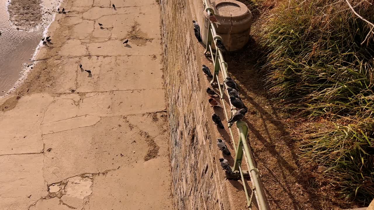 pigeons on railing near water in Vienna Austria