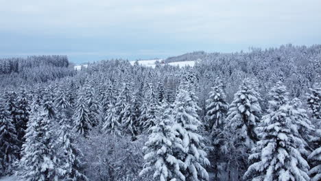 Volando-Sobre-Un-Bosque-De-Coníferas-Nevado-Bajo-Un-Cielo-Nublado-Cerca-De-La-Ciudad-De-Froideville-En-El-Cantón-De-Vaud,-Suiza