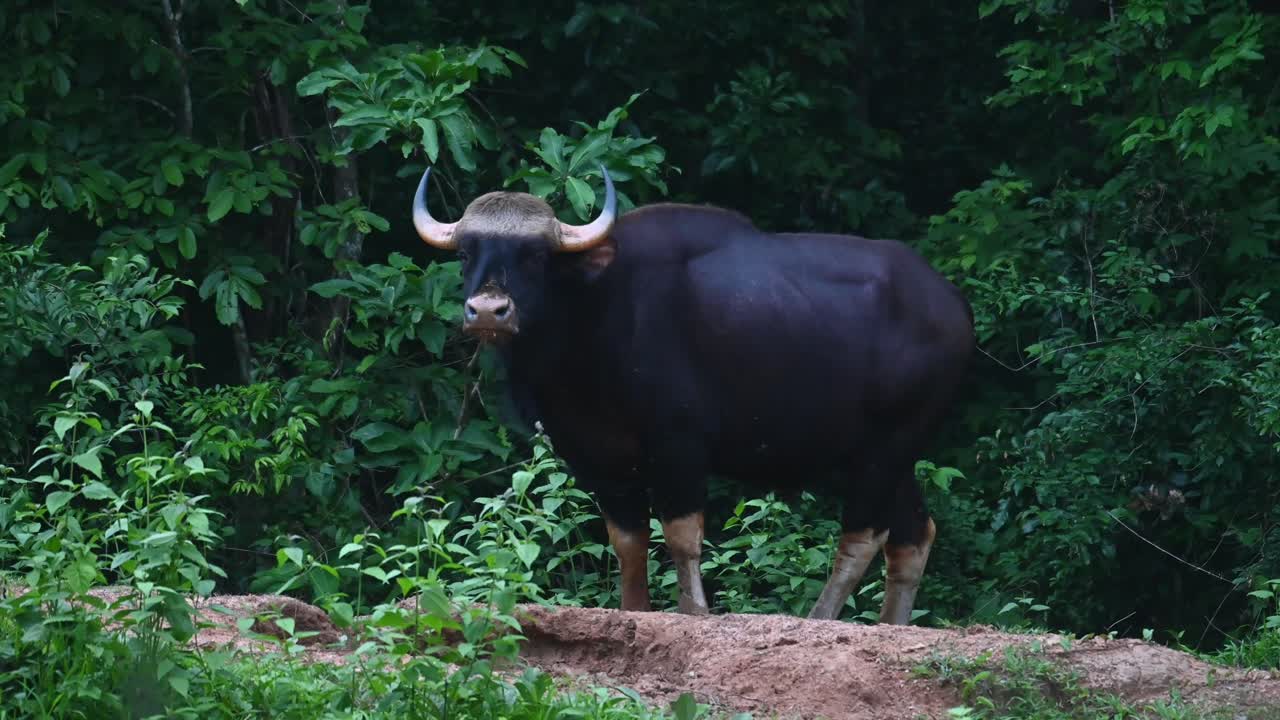 카메라를 바라보고 왼쪽을 바라보며 어두워지기 직전 꼬리를 휘두르며 차창에서 포착