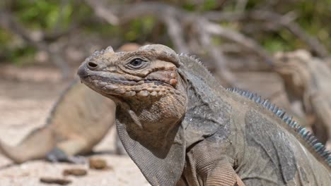 Iguanas-Rinoceronte-En-Peligro-De-Extinción-En-Su-Hábitat