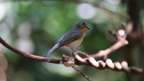 facing to the right while breathing then turns its head abruptly, hill blue flycatcher cyornis whitei, thailand