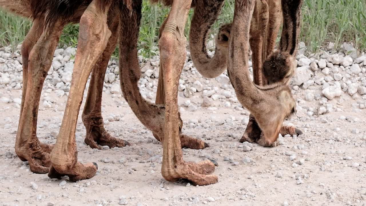 Ostrich legs, necks and heads picking at the ground to consume minerals