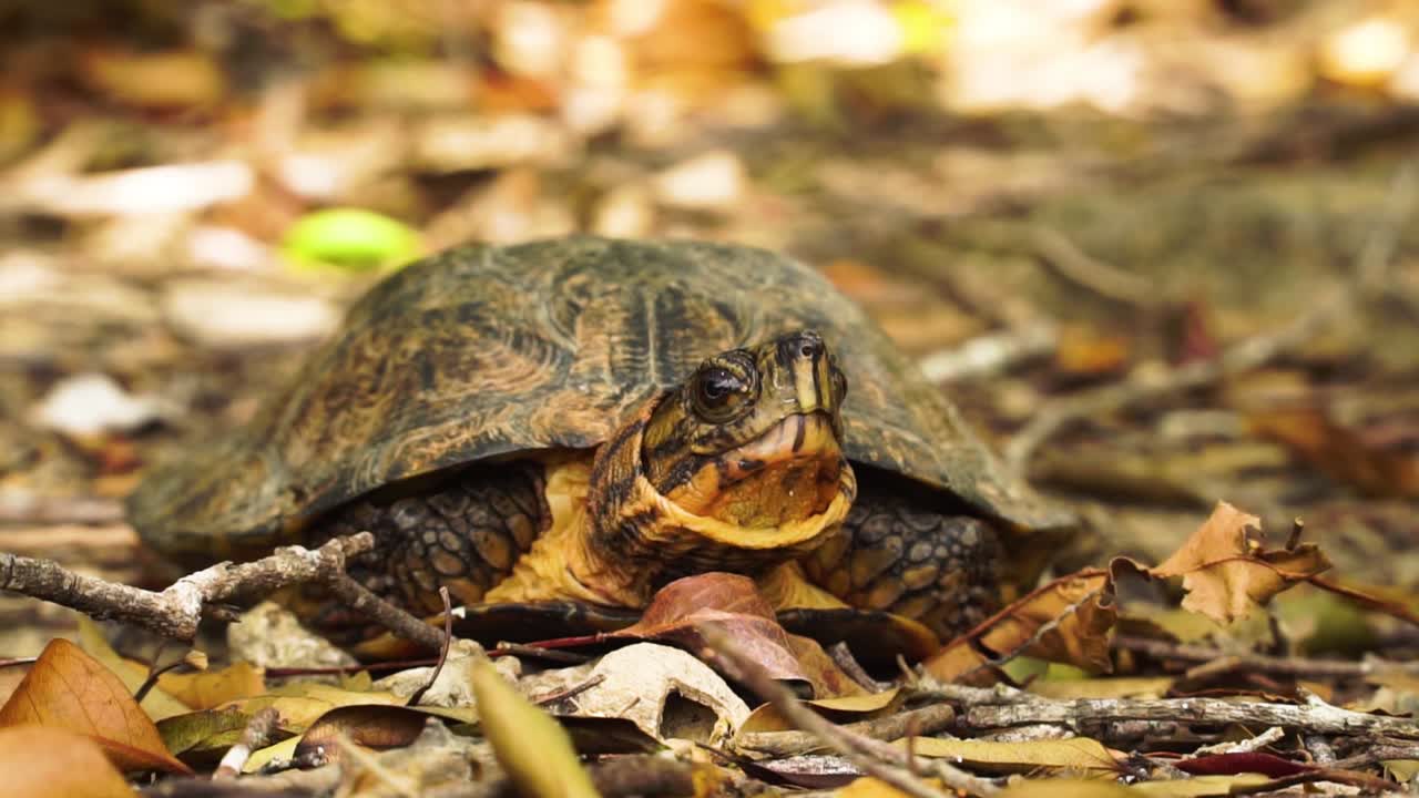 Small tortoise front view close up, turtle on dry leaves ground looking around
