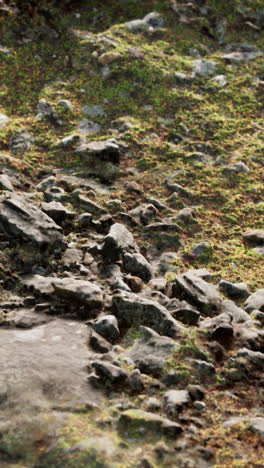 close-up of rocks and moss