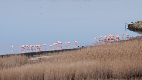 Wunderschöne-Extravagante-Rosa-Flamingos-In-Den-Niederlanden-In-Der-Provinz-Zeeland