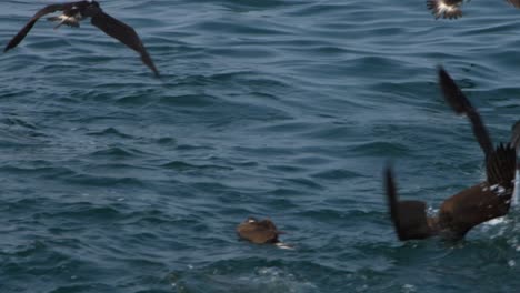 A group of Atlantic shearwaters flying and diving into the ocean at Los Organos, Peru