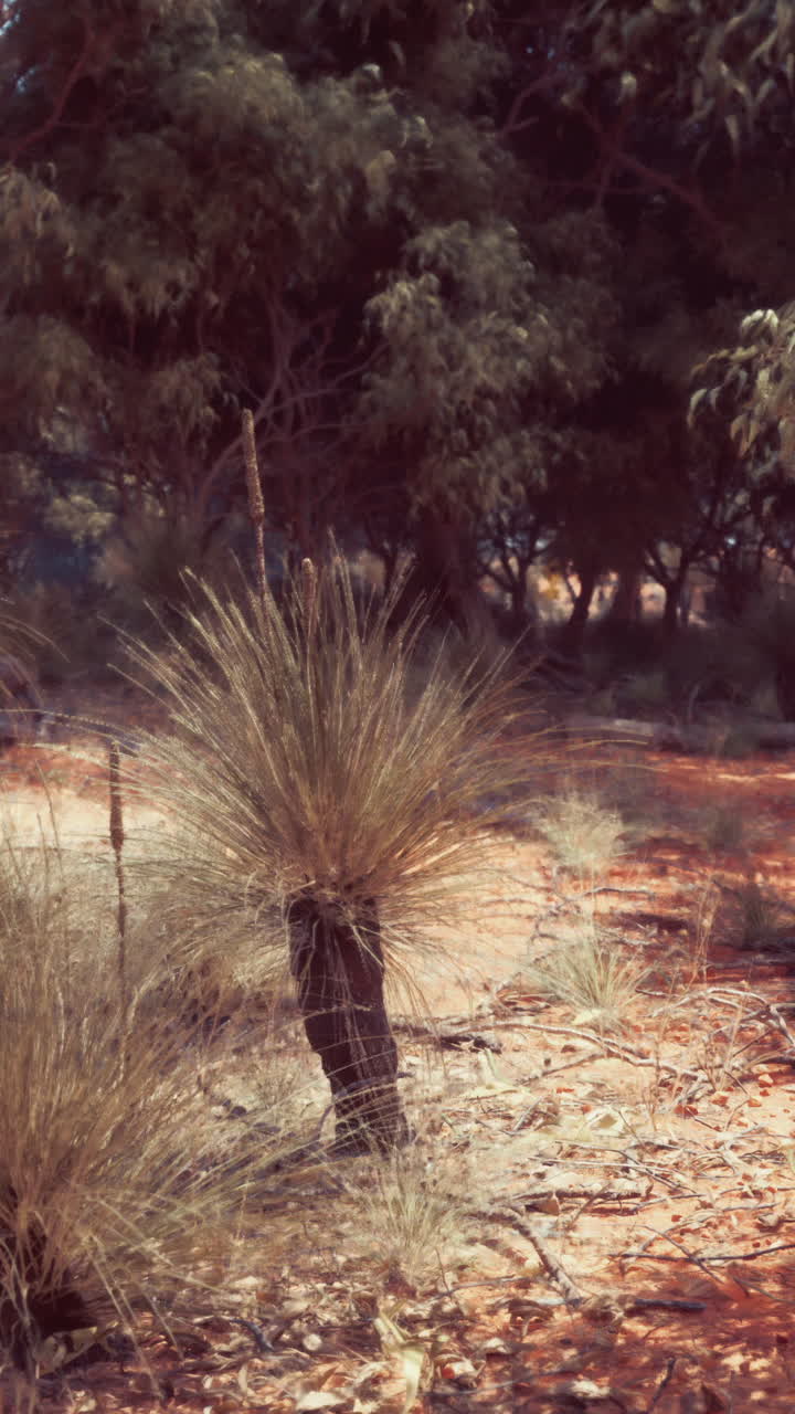 árbol de hierba australiano en un paisaje árido