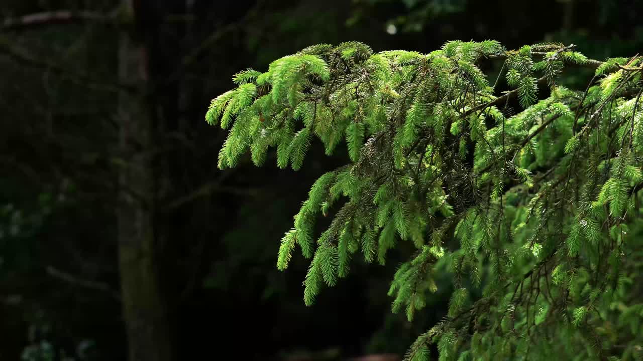 어두운 숲에서 소나무 가지의 클로즈업