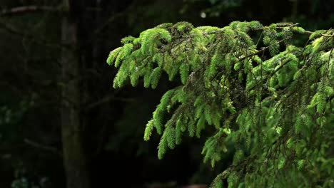 a close up of pine tree branches in a dark forest