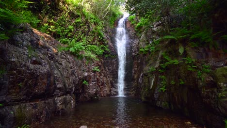 primer plano de una cascada en el medio de un bosque