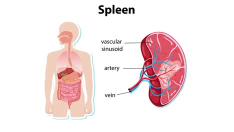 detailed anatomical breakdown of the spleen