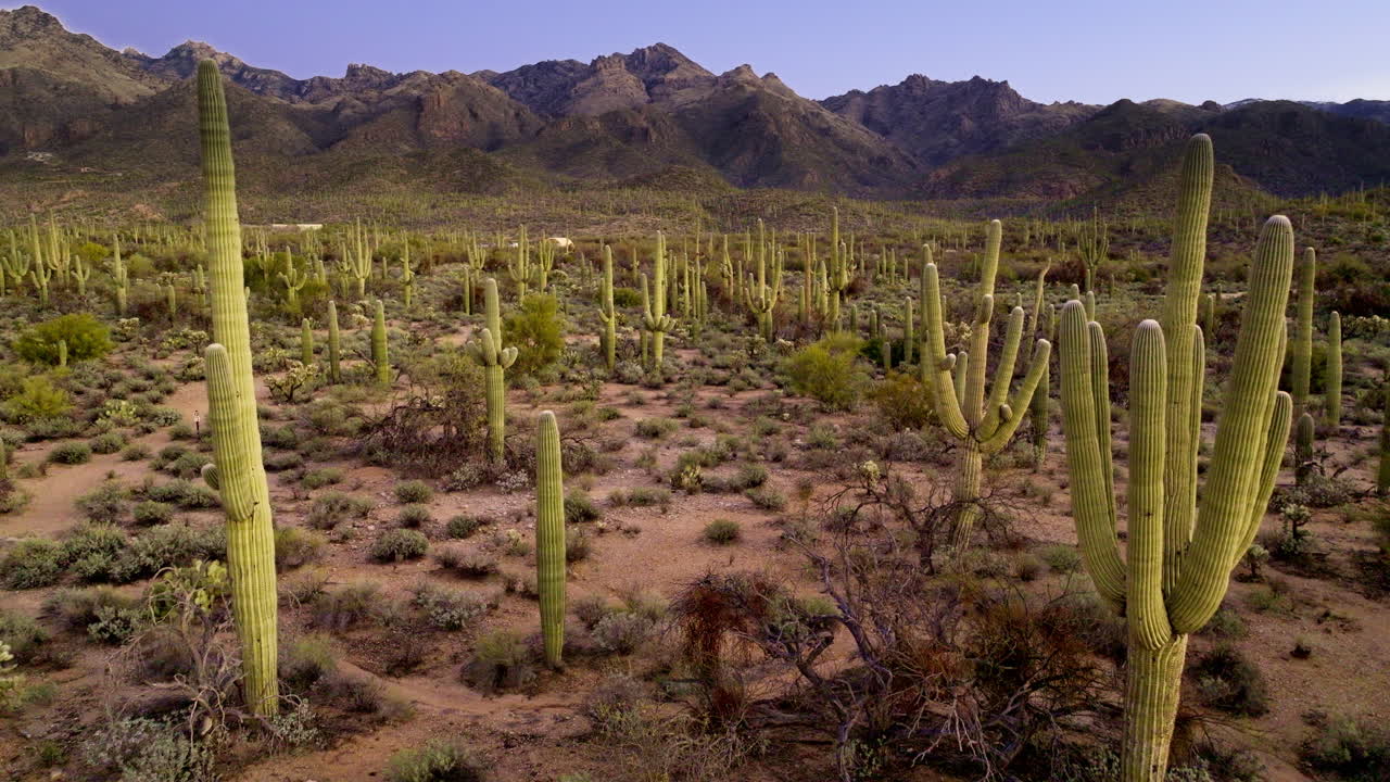 소노라 사막의 느리게 움직이는 드론 영상