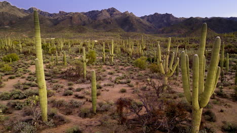 Imágenes-De-Drones-En-Cámara-Lenta-Del-Desierto-De-Sonora