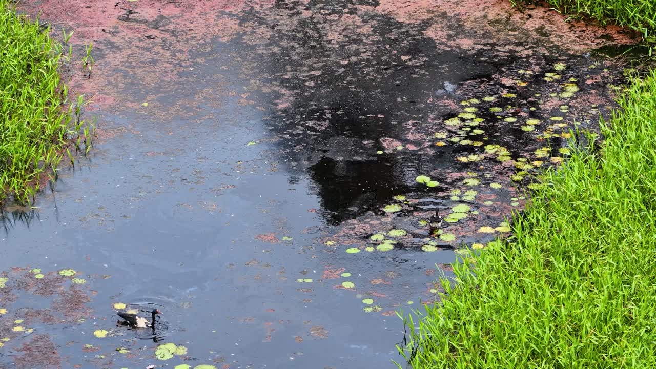 Ducks swimming in a lush rainforest pond