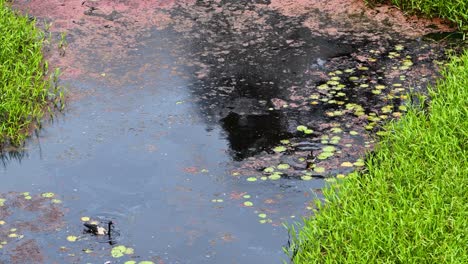ducks swimming in a lush rainforest pond