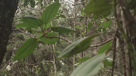 Colombian-big-forest-leaves-slow-moving-in-the-Antioquia-department