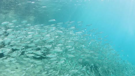 schooling fish congregating in the ocean