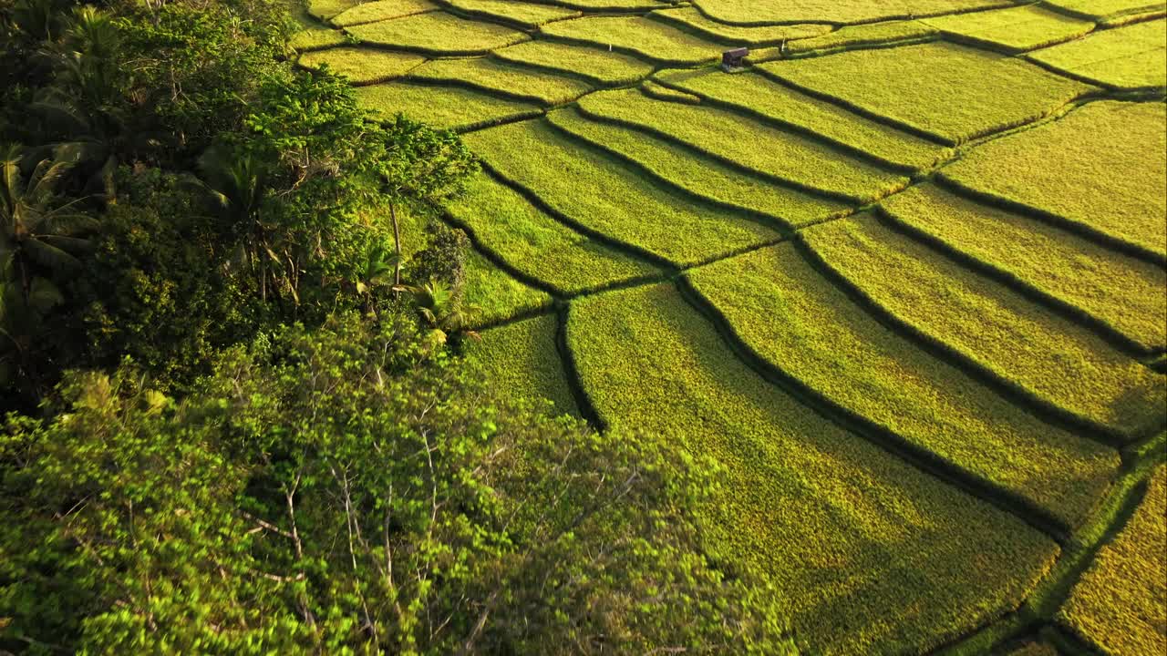 capas de terraza de arroz listas para la cosecha