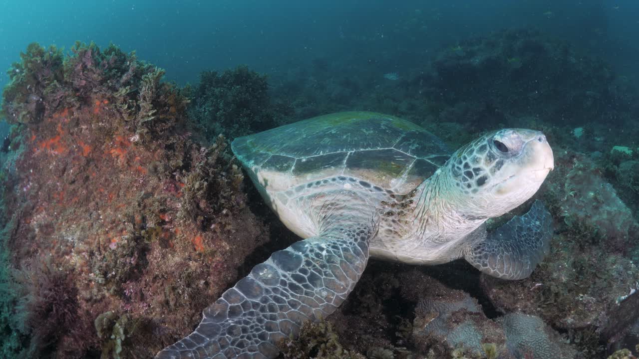 A turtle observers a scuba diver while they conduct a marine survey study deep below the ocean
