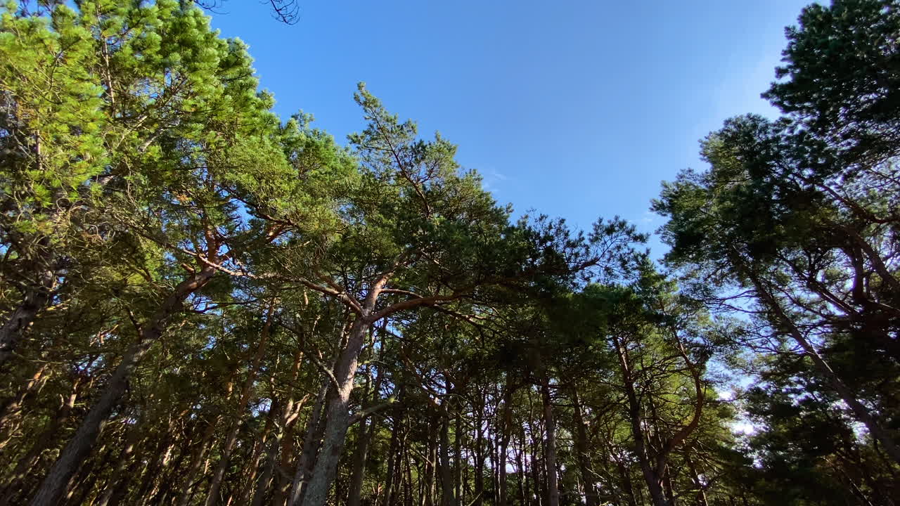 vista serena de árboles altos y delgados y cielo azul claro en un hermoso bosque verde en polonia - tiro panorámico inclinado hacia arriba