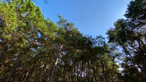 serene view of tall thin trees and clear blue sky in a beautiful green forest in poland - tilt up panning shot