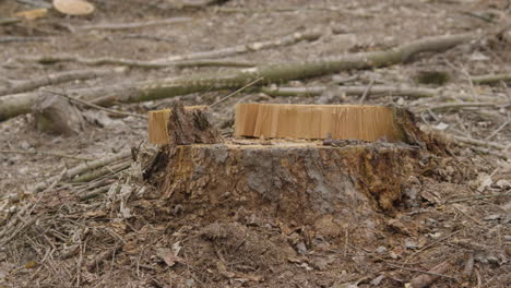 Dolly-shot-across-freshly-cut-tree-trunk-stump-in-woodland-forest-environment