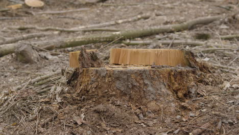 Dolly shot across freshly cut tree trunk stump in woodland forest environment