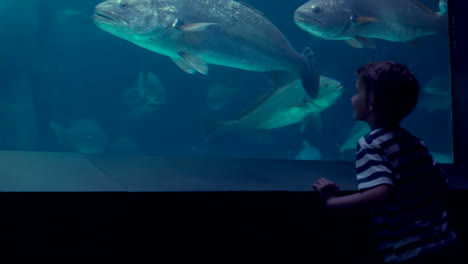 little boy looking at fish tank