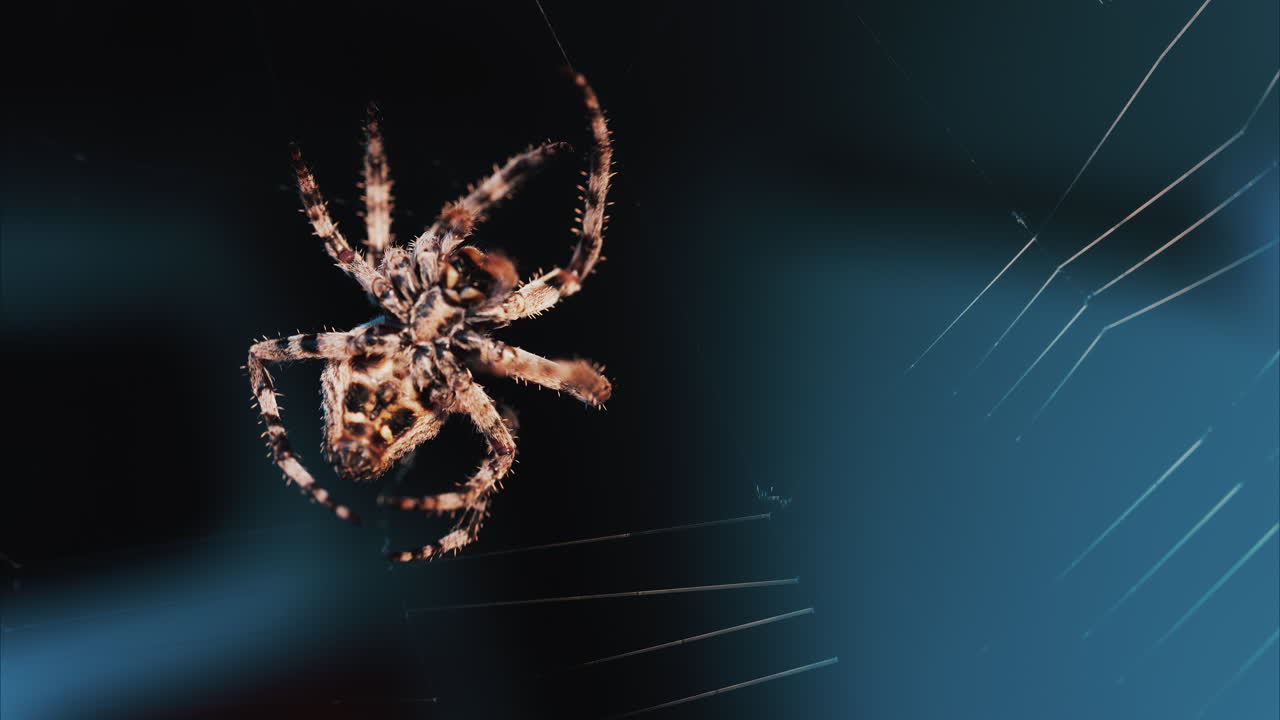 Close up of a spider sitting in its web, showing intricate details of its body and fine silk threads