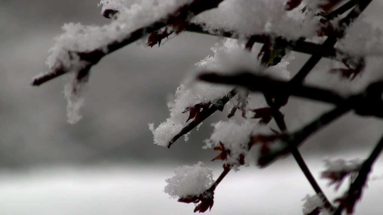 Primo piano della neve su un ramo con messa a fuoco sui negozi del villaggio coperti di neve sotto una nevicata molto intensa in inverno in un villaggio rurale in Inghilterra.