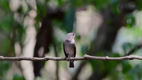 el papamoscas marrón asiático es un pequeño pájaro paseriforme que se reproduce en japón, himalaya y siberia