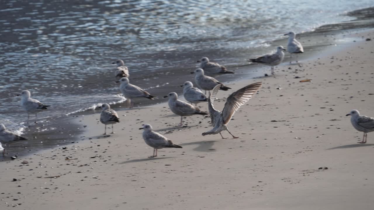 Gaivotas na Praia