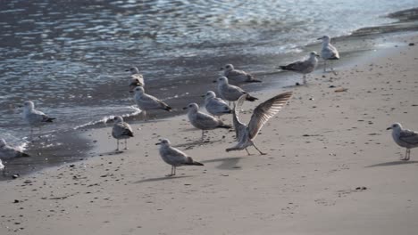 gaviotas en la playa