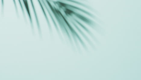 animation of shadow of palm tree leaf moving with copy space over blue background