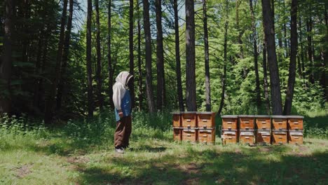 beekeeper inspecting beehives in a forest