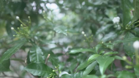 Close-up-slow-motion-shot-of-green-leaves-on-a-tree