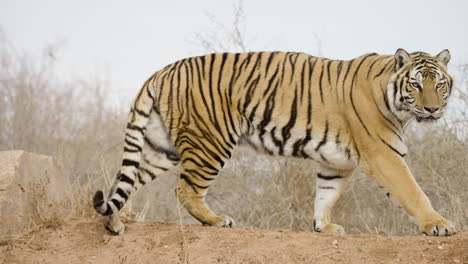 amazing tiger walking in slow motion