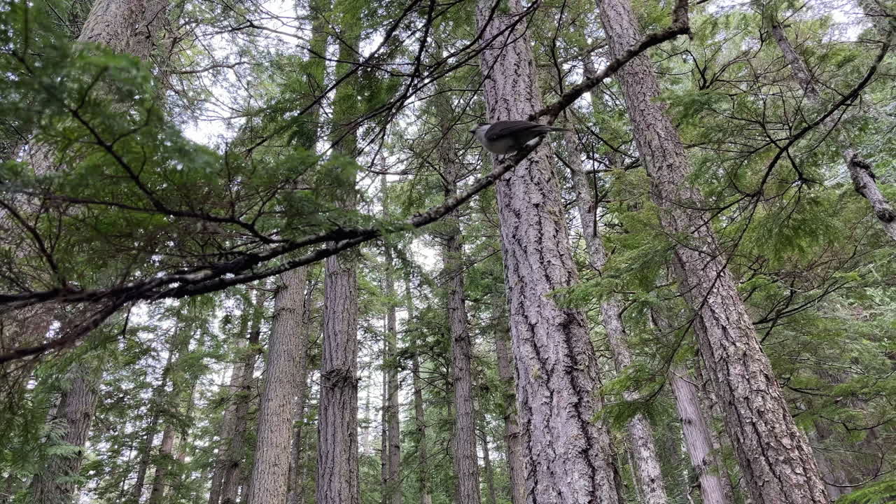 Una ghiandaia canadese appollaiata su un pino in una foresta di alti alberi svolazza e poi si guarda intorno - comportamento di accoppiamento