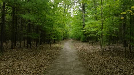 Paseo-Sombrío-Por-El-Bosque-En-El-Punto-De-Vista