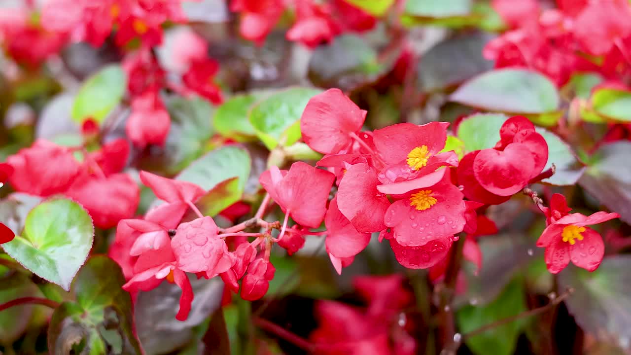 Close-up of vibrant red begonias in bloom