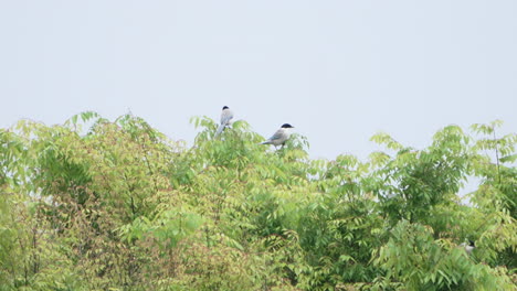 two azure-winged magpie birds resting on top of leafy tree during daytime in tokyo, japan